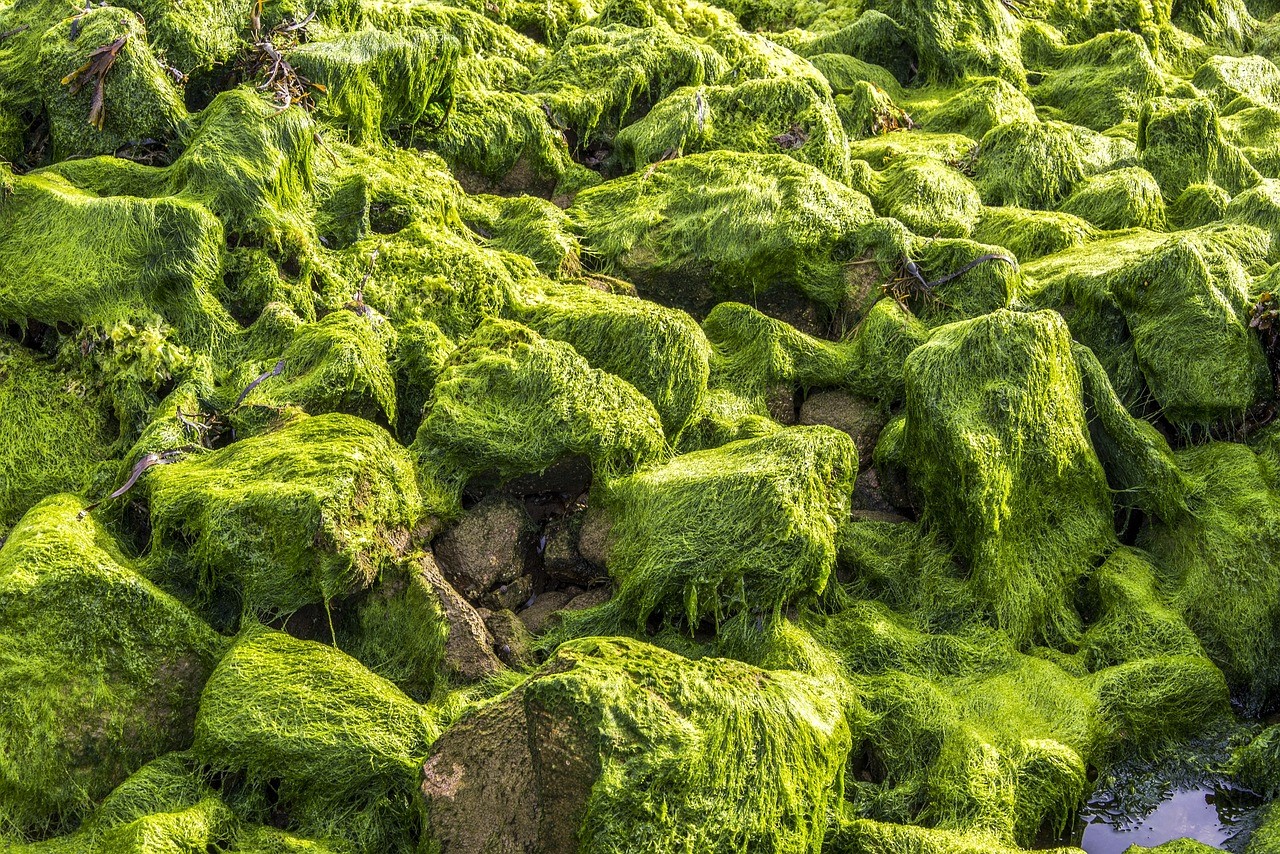 Le préjudice écologique lié aux algues vertes enfin reconnu